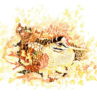 Wildlife watercolour illustrations