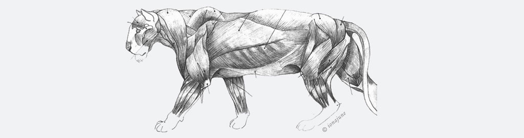 Anatomy & Scientific illustrations © Iona June