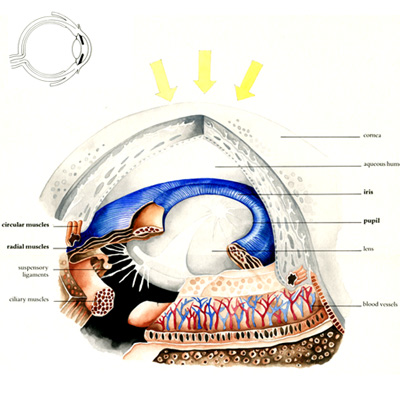 illustration © Iona June