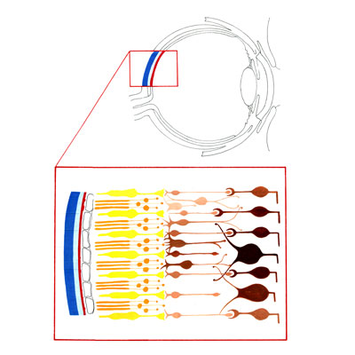 illustration © Iona June