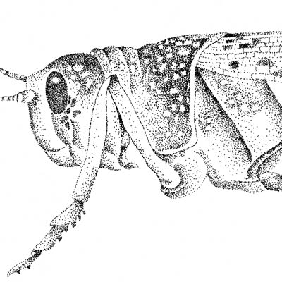 drawing by Iona June