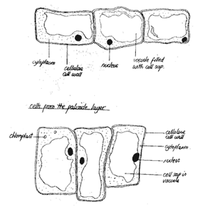 drawing by Iona June