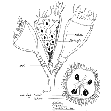 drawing by Iona June