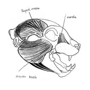 drawing by Iona June