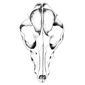 drawing by Iona June