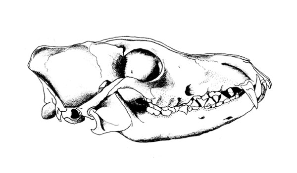 drawing by Iona June