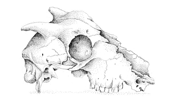 drawing by Iona June