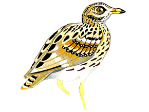 illustration © Iona June