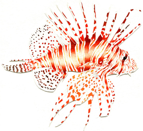 illustration © Iona June