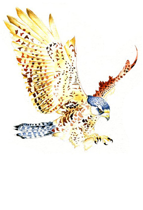 illustration © Iona June