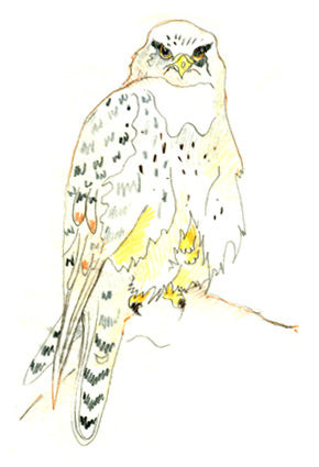 illustration © Iona June