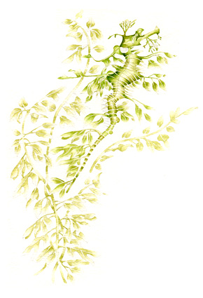 illustration © Iona June