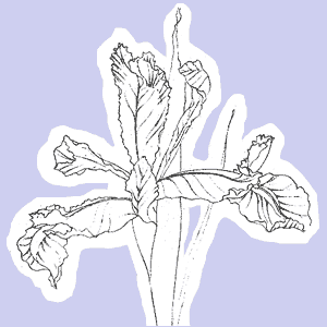 illustration © Iona June