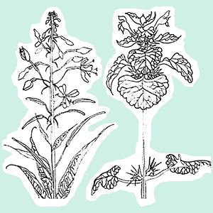 illustration © Iona June