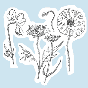 illustration © Iona June