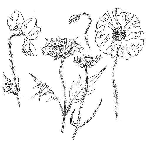 drawing by Iona June