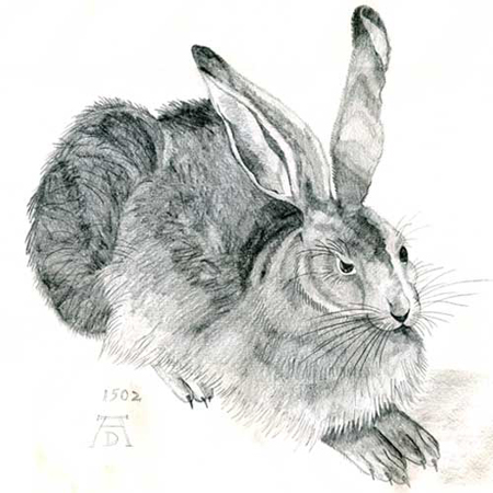 Copy of Durer's hare by ionajune