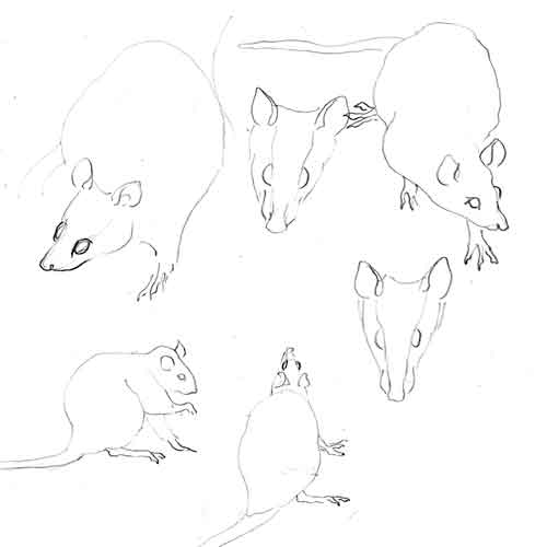 drawing by Iona June