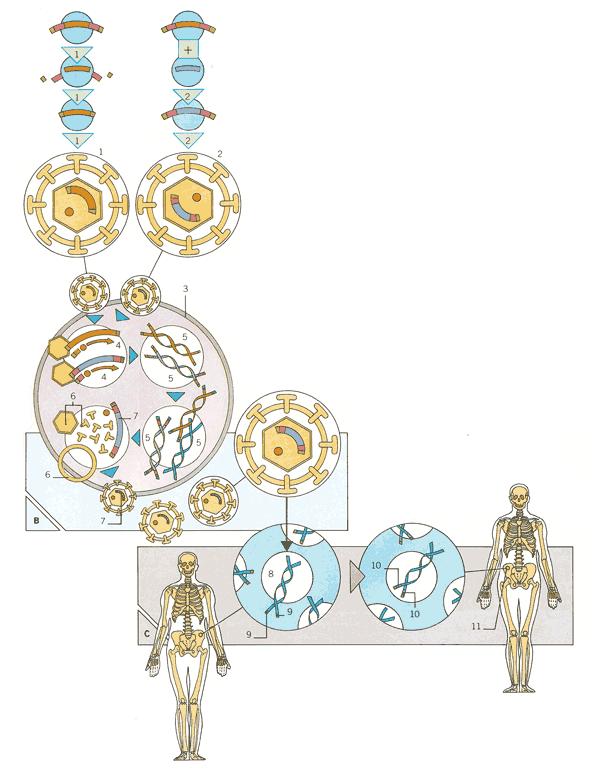 Science encyclopedia