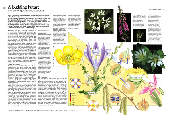 Flowering plant pollination