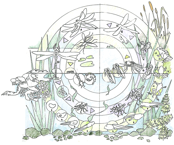 Metamorphosis diagram