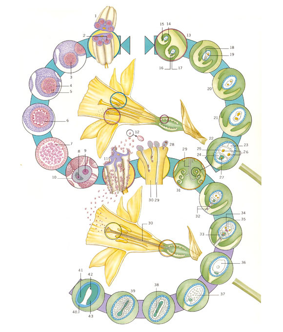 Flowering plant pollination