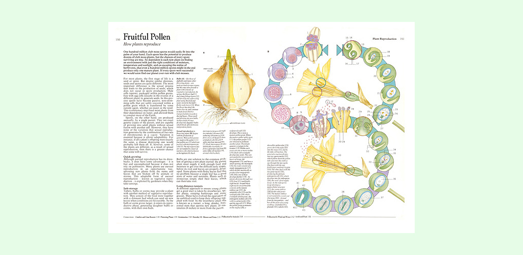 Flowering plant pollination