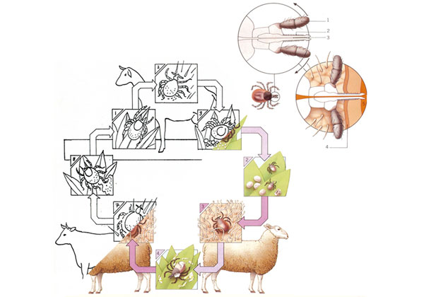 Tick Lifecycle Tick Lifecycle