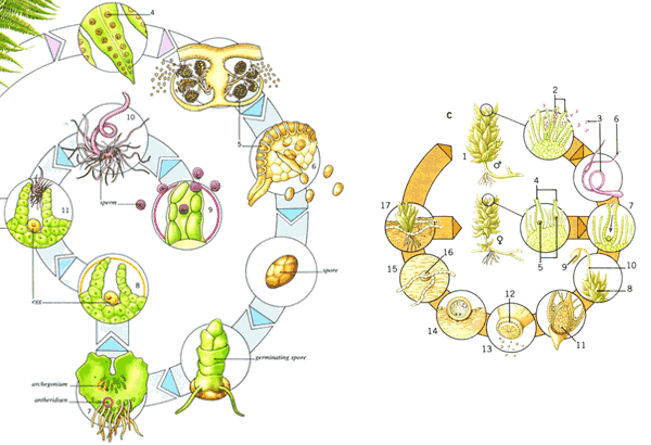 Fern lifecycle