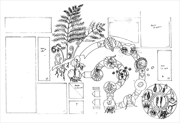 Fern lifecycle