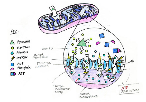 Cell mitochondria Cell mitochondria