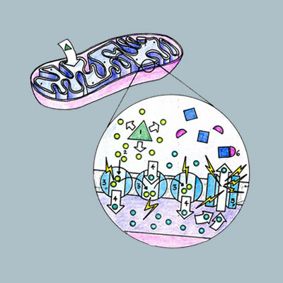 Infographic ‐ Mitochondria