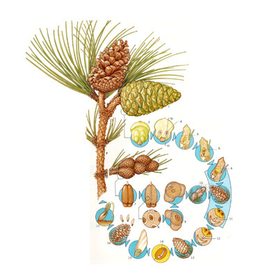 Infographic ‐ Tree lifecycles