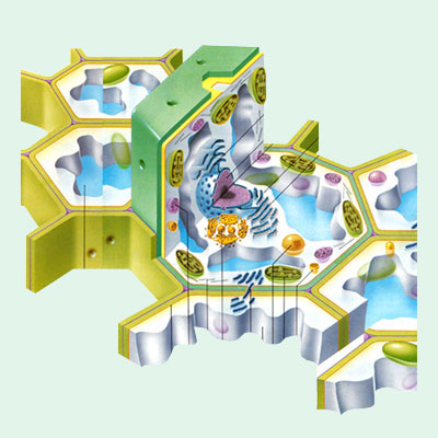 Infographic ‐ Plant cells