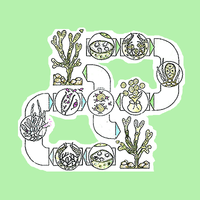 Infographic ‐ Plant lifecycles