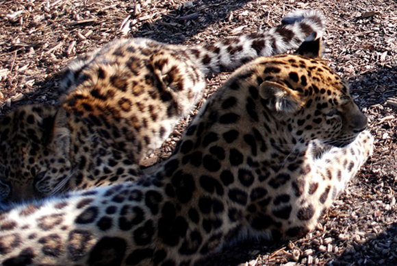 Leopard, Big Cats leaflet