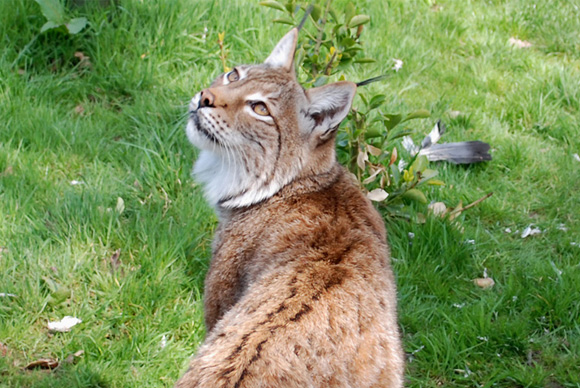 Lynx, Big Cats leaflet Lynx