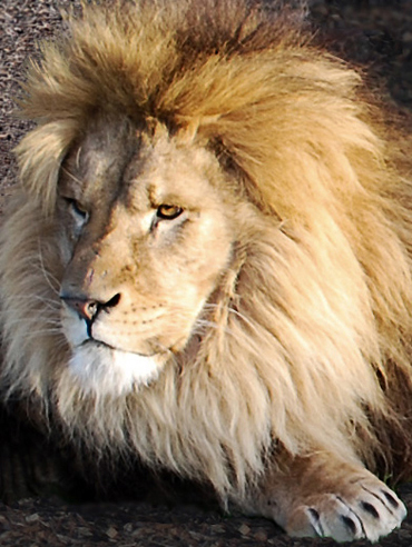 Lion photographs for Big Cats leaflet