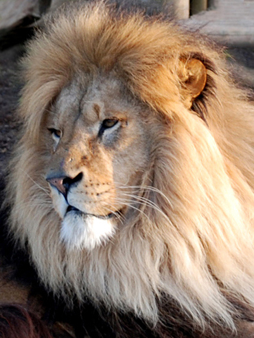 Lion photographs for Big Cats leaflet