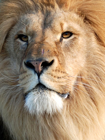 Lion photographs for Big Cats leaflet