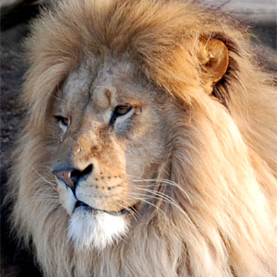 Leaflet - Big Cat experience