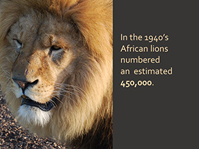 Adopt a Lion