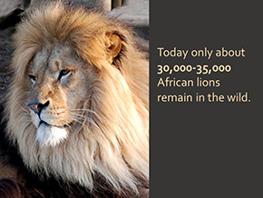 Adopt a Lion