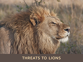 Adopt a Lion