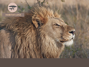 Adopt a Lion