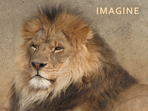 Adopt a lion