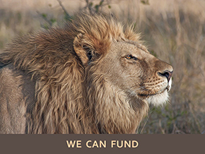 Adopt a Lion