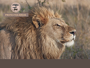 Adopt a Lion