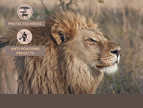 Adopt a Lion