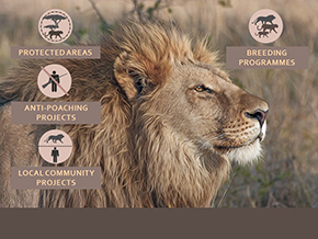 Adopt a Lion
